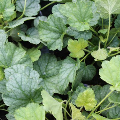 Heuchera hybr. Mint Marquess ®, Alunrot, C13cm