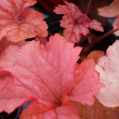 Heuchera hybr. Paprika ®, Alunrot, C13cm