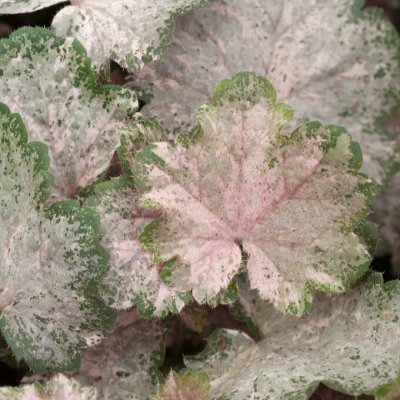 Heuchera hybr. Pinky Panky ®