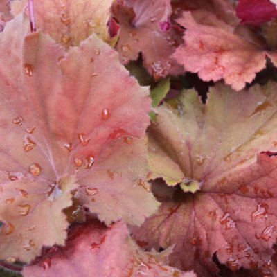 Heuchera hybr. Rex Dark Amber ®, Alunrot, C13cm