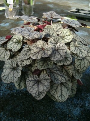 Heuchera hybr. Sugar Frosting ®, Alunrot, C13cm