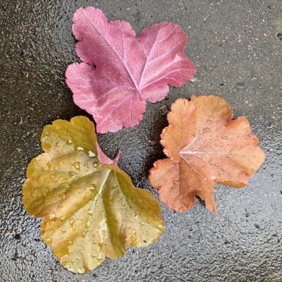 Heuchera hybr. Timeless Orange ®