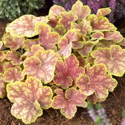 Heuchera hybr. Tiramisu ®, Alunrot