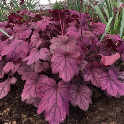 Heuchera hybr. Wild Rose ®, Alunrot, C13cm