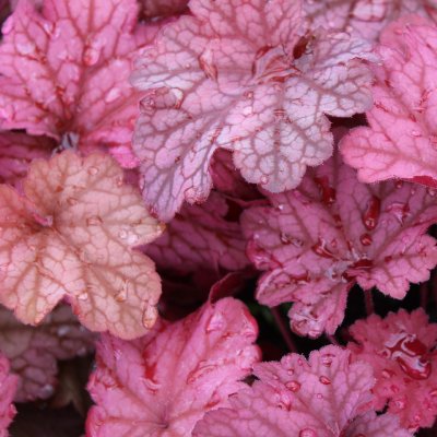 Heuchera hybr. World Caffé ™ Shakerato, Alunrot, C13cm