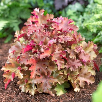 Heuchera hybr. Marmalade, Alunrot, barrot 1st