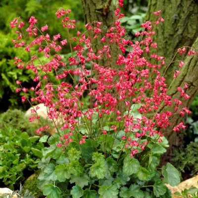 Heuchera sanguinea Leuchkäfer, Blodalunrot, P9cm