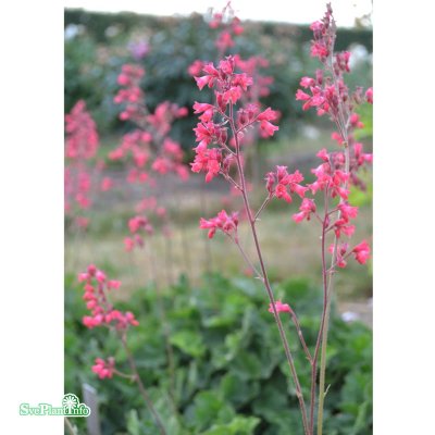Heuchera sanguinea Smedsberget, Alunrot, SQ1