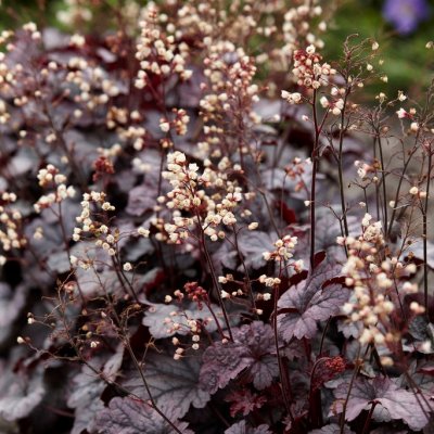 Heuchera hybr. Shanghai ®, Alunrot, C13cm