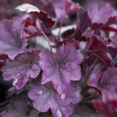 Heuchera villosa Carnival Rose Granita