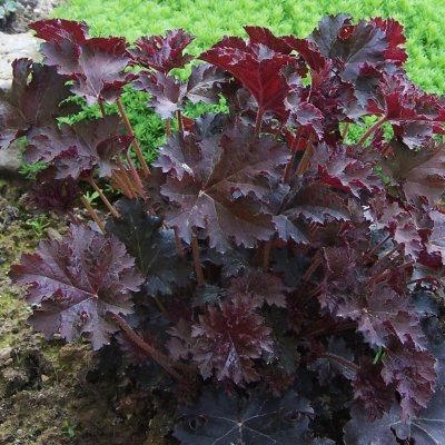 Heuchera villosa Palace Purple, Alunrot , C13cm