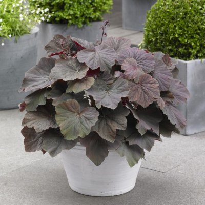 Heuchera villosa XXL ®, Lönnalunrot