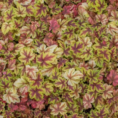 Heucherella hybr. Golden Zebra ®, Klockvippa, C13cm