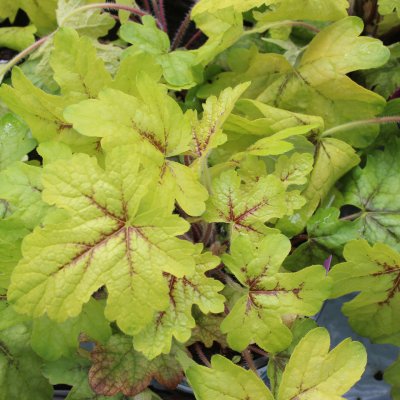 Heucherella hybr. Alabama Sunrise ®, Klockvippa, C13cm