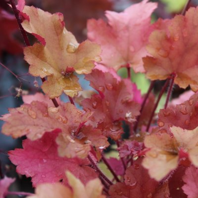 Heucherella hybr. Honey Rose ®, Klockvippa, C13cm
