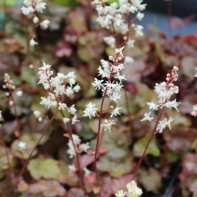 Heucherella hybr. Quicksilver, Klockvippa, P9cm