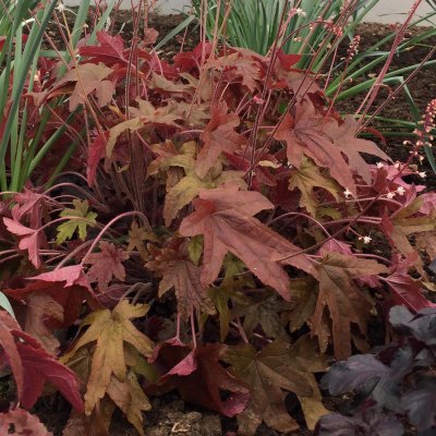 Heucherella hybr. Red Rover ®, Klockvippa, C13cm