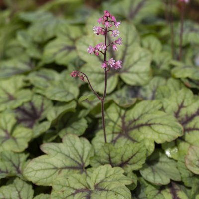 Heucherella hybr. Pink Fizz, Klockvippa, P9cm