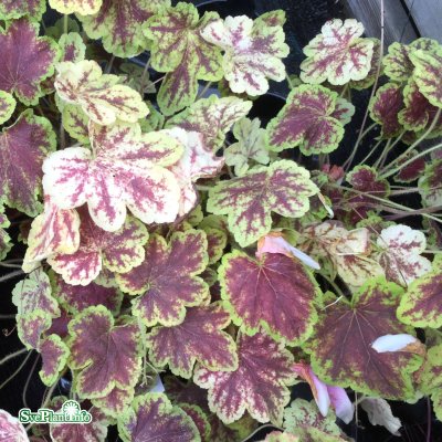 Heucherella hybr. Solar Eclipse ®, Klockvippa, C13cm