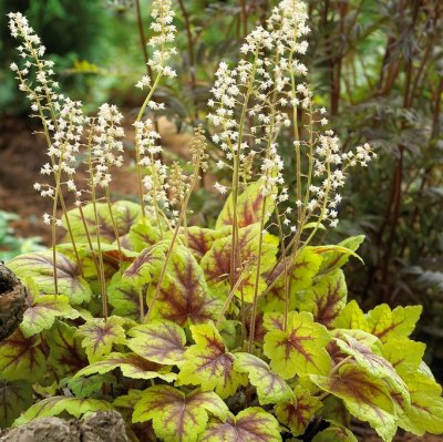 Heucherella hybr. Stoplight ®, Klockvippa