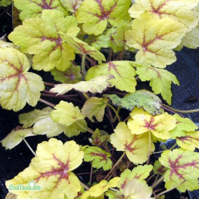 Heucherella hybr. Stoplight ®, Klockvippa, C13cm