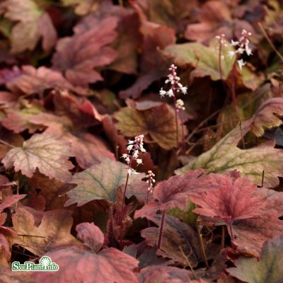 Heucherella hybr. Sweet Tea ®, Klockvippa, P9cm