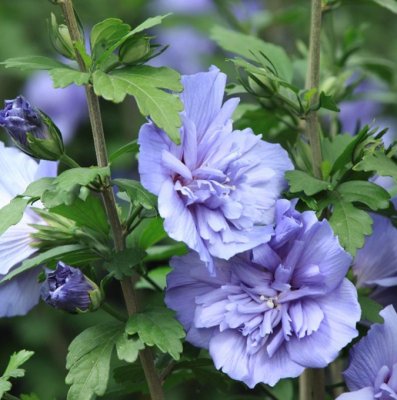 Hibiscus syriacus Blue Chiffon ® (Notwood3), Frilandshibiskus, C5