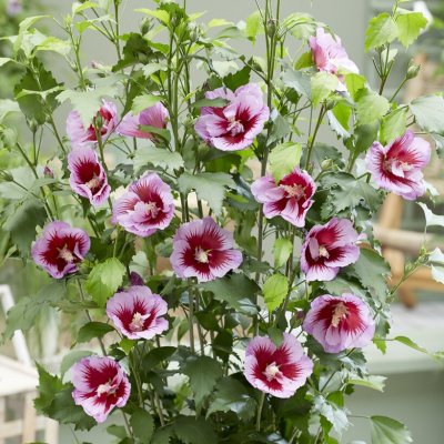 Hibiscus syriacus Flower Tower Purple ® (Gandini Santiago)