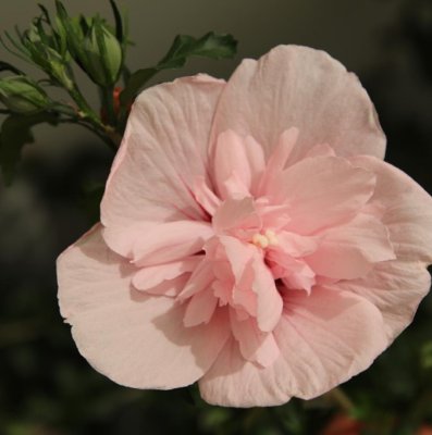 Hibiscus syriacus Pink Chiffon ® (Jwnwood4), Frilandshibiskus, C5