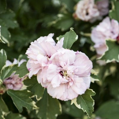 Hibiscus syriacus Sugar Tip ®