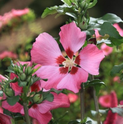 Hibiscus syriacus Woodbridge, Frilandshibiskus