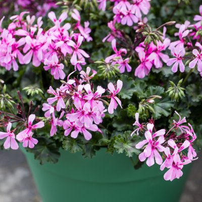 Hängpelargon Calliope ® Cascade Dark Pink, kruka