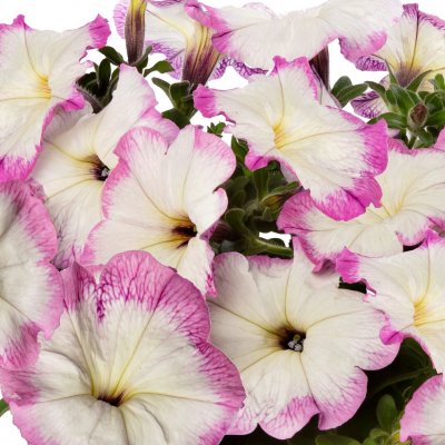 Petunia, Stickling, Fun House™ Vintage 3-pack