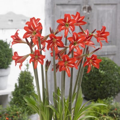 Amaryllis Sontino Balentino 1st