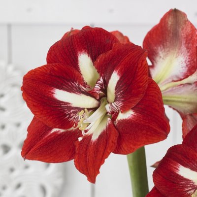 Amaryllis Barbados ®