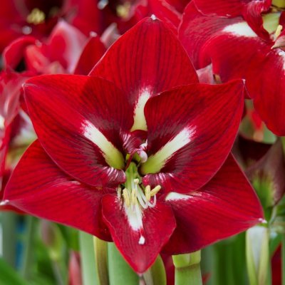Amaryllis Barbados ®