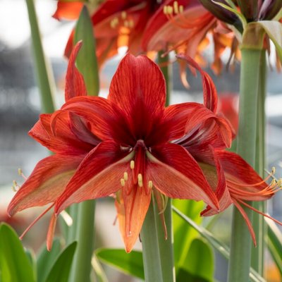 Spindelamaryllis Bogota ®