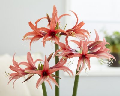 Spindelamaryllis Cybister Rose