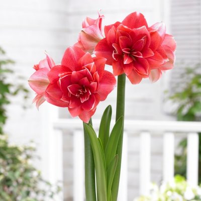 Amaryllis Double Dream