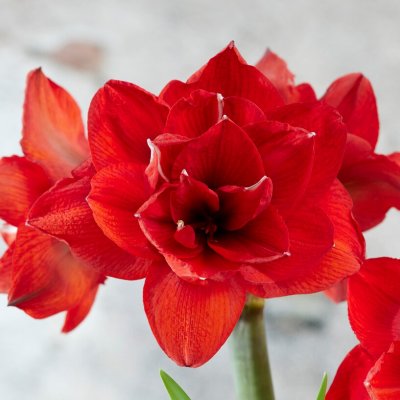 Amaryllis Double King