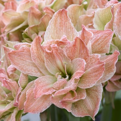 Amaryllis Exotic Nymph ®