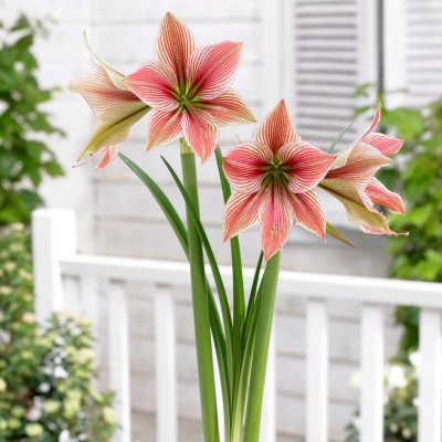 Fjärilamaryllis Exotic Star