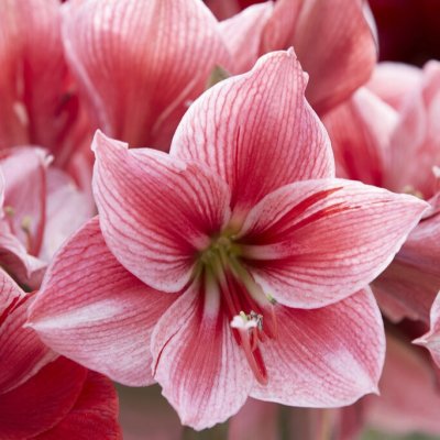 Amaryllis Gervase