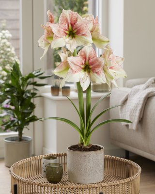 Amaryllis Grandise Fantasy ®