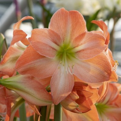 Hippeastrum King Star ®