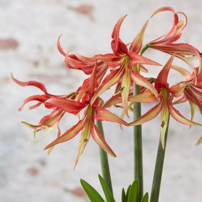 Spindelamaryllis La Paz