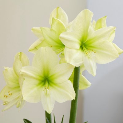Amaryllis Lemon Star