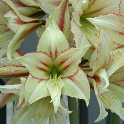 Amaryllis Magic Green