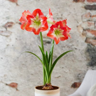 Amaryllis Minerva