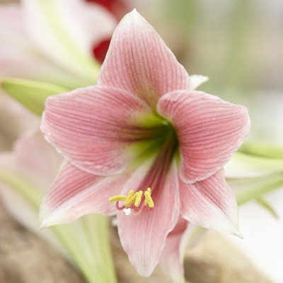 Trumpetamaryllis Misty